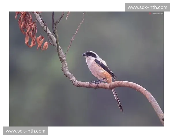 伯劳vs:一场关于生存、智慧与美的极致较量 伯劳vs:一场关于生存、智慧与美的极致较量
